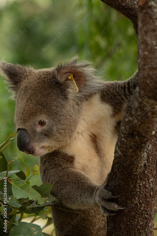 Fototapeta premium koala in tree