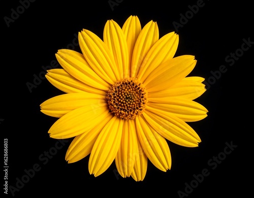 Yellow flower, close-up