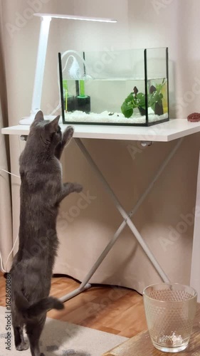 gray cat stands vertically on two paws and looks at fish in an aquarium at home in an apartment