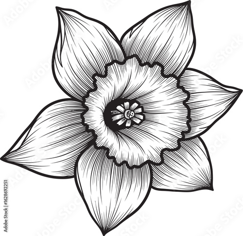 Daffodil: A detailed monochrome illustration of a daffodil showcases its intricate petals, radiating natural beauty.
