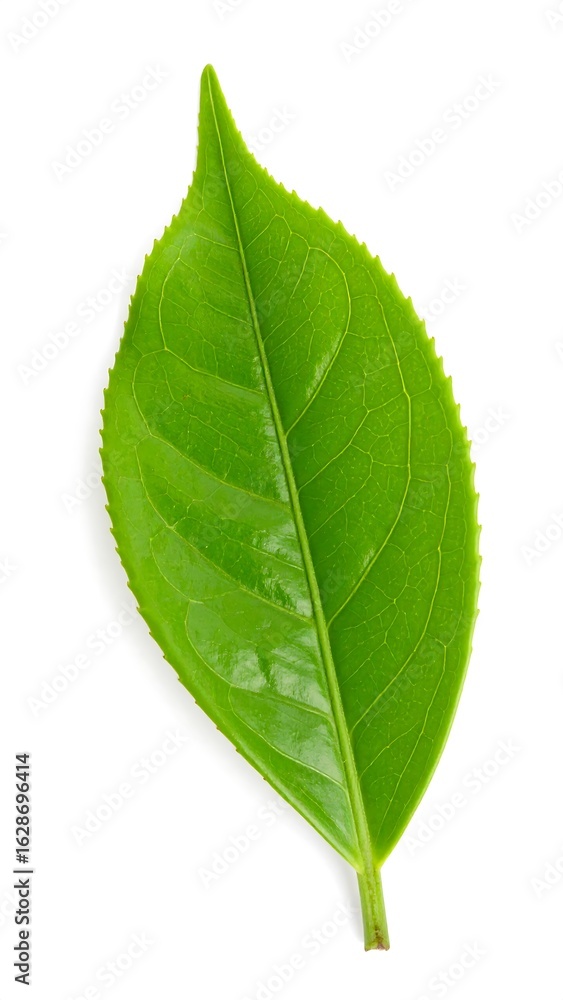 Obraz premium Single Green Tea Leaf