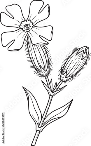 Delicate Bloom Illustration: A detailed and artistic botanical illustration showcases a captivating open bloom and two unopened buds of a vibrant flower on a stem with leaves.