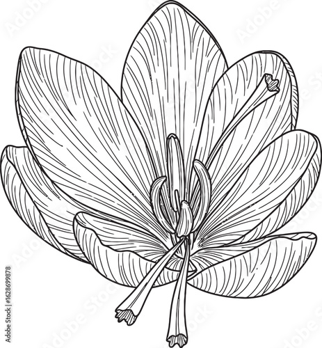 Crocus Blossom Illustration: Intricate pen and ink drawing of a crocus flower, emphasizing the delicate details of its petals and internal structure.