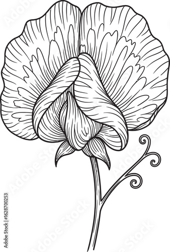 Intricate Floral Portrait: An elegant, detailed line art illustration showcases a delicate sweet pea flower in full bloom, its petals gracefully unfurling to reveal intricate patterns and textures.