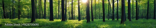 In the spring, the park features a beautiful pathway through a panorama of pine and fir trees