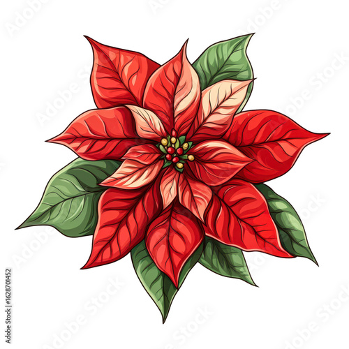 Festive Red Poinsettia Christmas Flower Botanical Illustration isolated on transparent background cutout