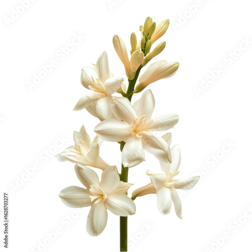 Beautiful Tuberose Flowers Delicate White Blooms Nature Photography isolated on transparent background cutout