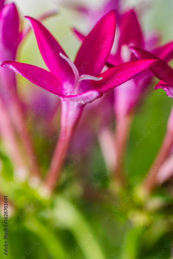 Fototapeta premium Close-up shot of beautiful, colorful Pentas lanceolata flowers.