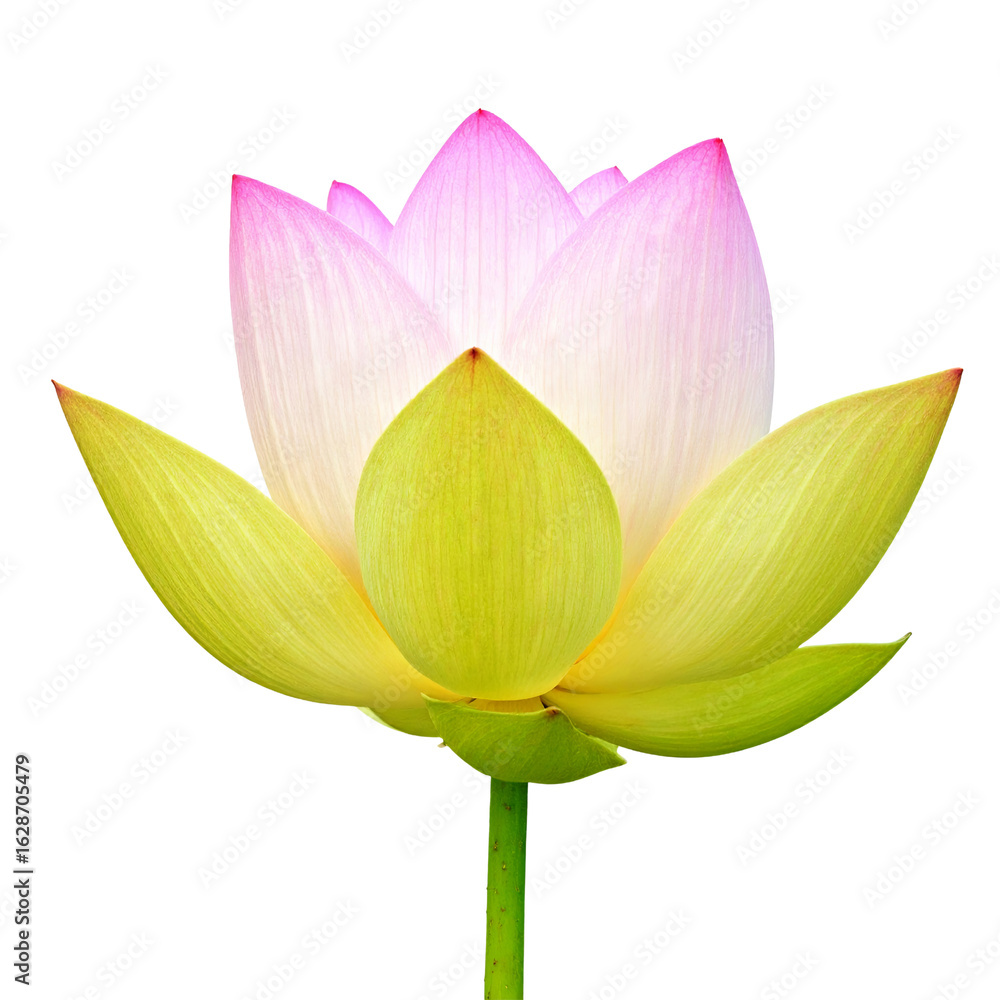 Fototapeta premium Pink and yellow lotus flower isolated on transparent background