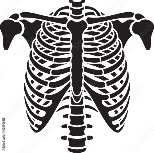 Anatomical Rib Cage Vector Illustration of Human Skeleton Torso Structure
