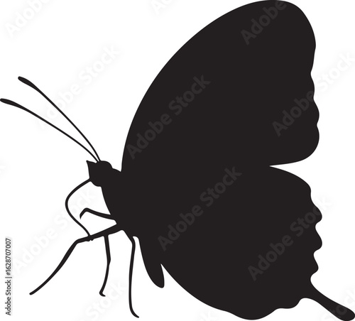 Juno Butterfly Vector Silhouette