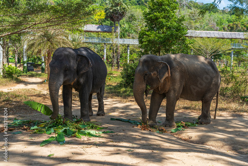 Photography Elephants enjoying retirement in a rescue sanctuary in Phuket