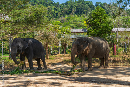 Photography Elephants enjoying retirement in a rescue sanctuary in Phuket