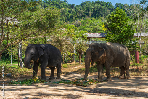 Foto Elephants enjoying retirement in a rescue sanctuary in Phuket