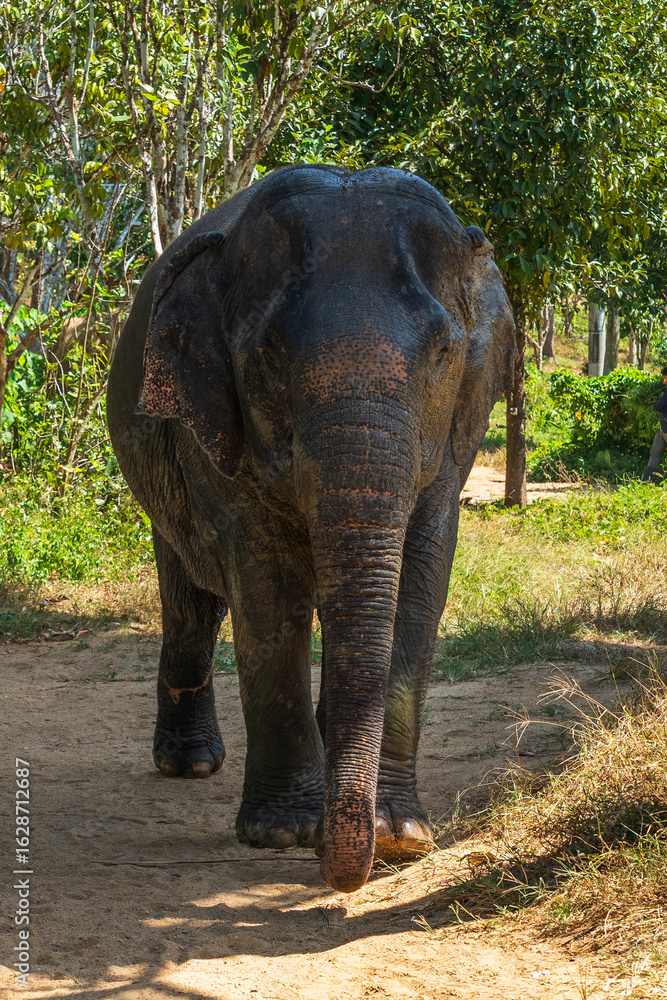 Fototapeta premium Elephant enjoying retirement in a rescue sanctuary in Phuket