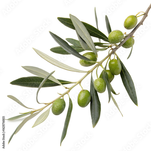 Wallpaper Mural A branch of an olive tree with green olives and leaves, isolated on transparent background Torontodigital.ca