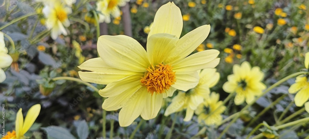 Obraz premium A closeup view of a delicate yellow flower in full bloom