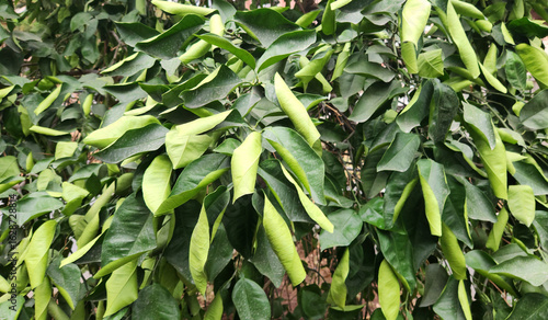 Leaves of an oroblanco grapefruit tree, curled and stressed from a lack of water due to dry and excessively hot weather