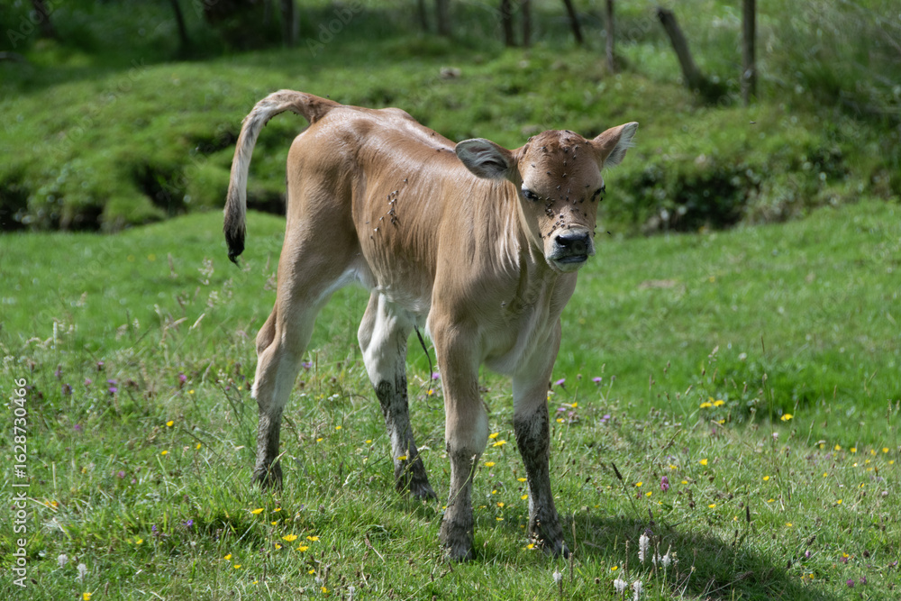 Fototapeta premium Vaches à l'estive