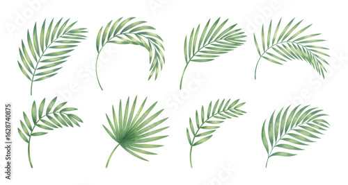 Watercolor tropical palm leaf bundle. Set of  palm coconut green leaf. 
