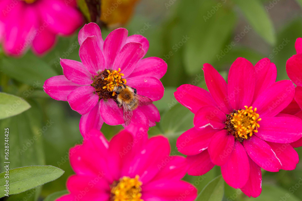 Fototapeta premium A Common carder bee (Bombus pascuorum) feeding pollen of Zinnia flowers 