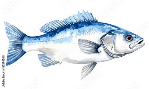 Watercolor Illustration of Atlantic Cod Fish on transparent background