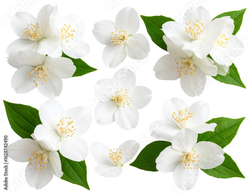 Top View of Fragrant White Flowering Plants Isolated on Transparent Background 