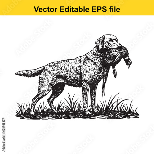 Chesapeake Bay Retriever Vintage Black & White Hunting Dog Illustration with Pheasant – Standing, Jumping, and Hunting Pose