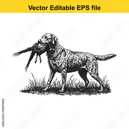 Chesapeake Bay Retriever Vintage Black & White Hunting Dog Illustration with Pheasant – Standing, Jumping, and Hunting Pose