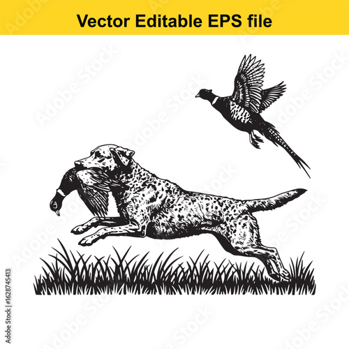 Chesapeake Bay Retriever Vintage Black & White Hunting Dog Illustration with Pheasant – Standing, Jumping, and Hunting Pose