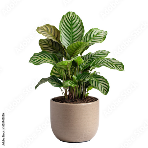 Calathea Zebrina Potted Plant Isolated on transparent Background