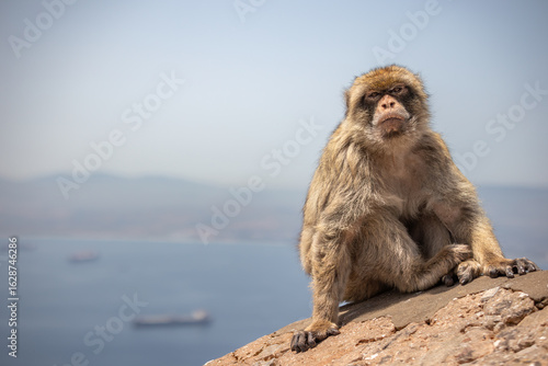Photos Barbary Macaque Sits on Wall with Sea Background