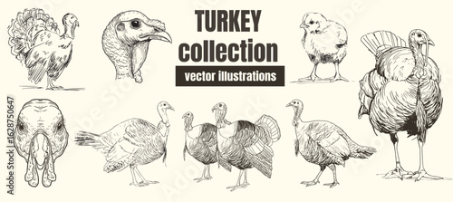 Hand-Drawn Illustration of a Turkey bird – Vintage Black and White Farm Animal Sketch Collection