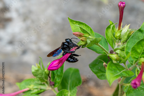A large, black carpenter bee with glossy blue wings clings to a vibrant pink Mirabilis jalapa (Four O'Clock) flower, capturing a moment of natural beauty and pollination.