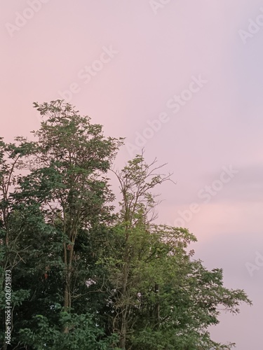 Locust tree in the sunset