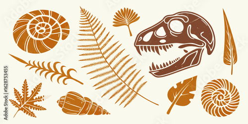 brown orange fossil paleontology collection ammonite dinosaur skull fern prehistoric specimens scientific illustrations