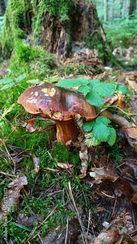 mushroom in the forest