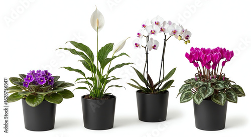 Four potted flowering plants isolated on white background