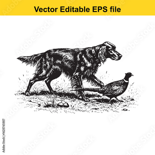 Irish Setter Vintage Black & White Hunting Dog Illustration with Pheasant – Standing, Jumping, and Hunting Pose