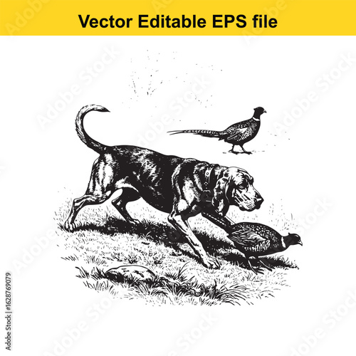 Bloodhound Vintage Black & White Hunting Dog Illustration with Pheasant – Standing, Jumping, and Hunting Pose