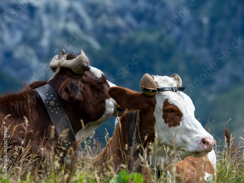vache avec un dispositif en bois pour guider les cornes dans leur croissance