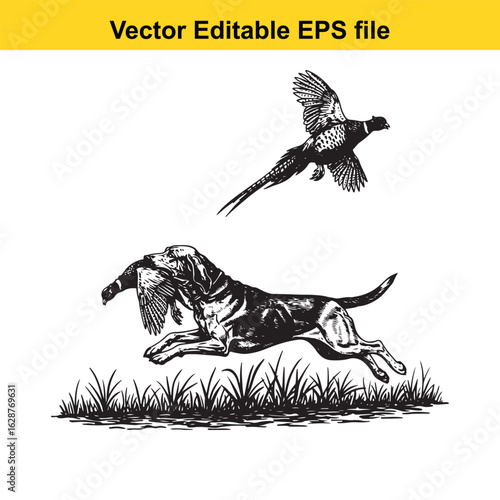 Bloodhound Vintage Black & White Hunting Dog Illustration with Pheasant – Standing, Jumping, and Hunting Pose