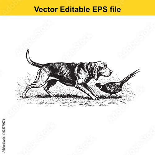 Bloodhound Vintage Black & White Hunting Dog Illustration with Pheasant – Standing, Jumping, and Hunting Pose