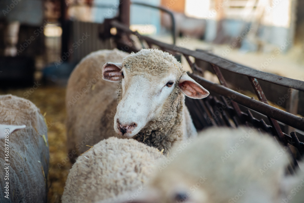 Ταπετσαρία A group of sheep is standing in a barn and eating hay