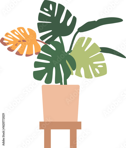Sick monstera flower in pot