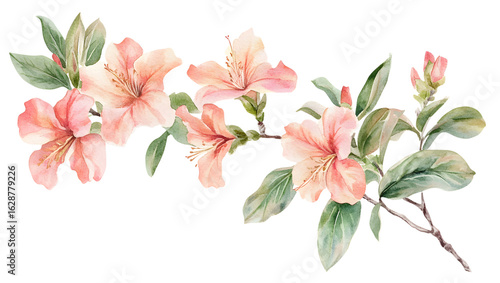 Watercolor painting of light pink flowers isolated on a transparent background