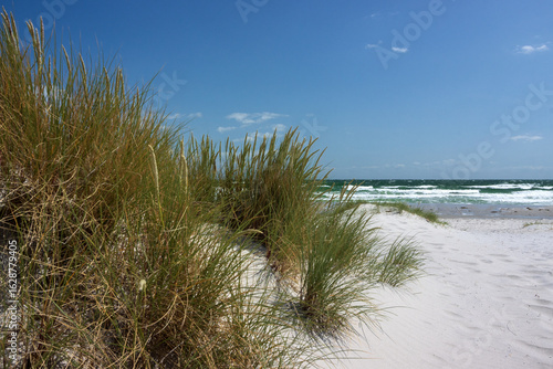 Fototapeta Naklejka Na Ścianę i Meble -  Düne und Strandhafer am Strand von Vitte, Ostsee Insel Hiddensee, Mecklenburg-Vorpommern