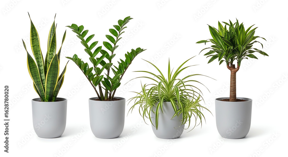 Obraz premium Assorted indoor plants isolated on white background