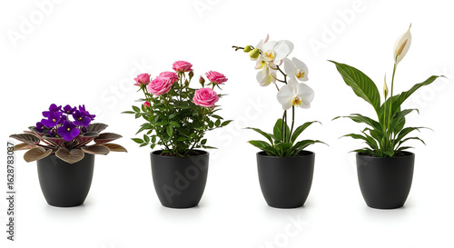 Four potted flowering plants isolated on white background
