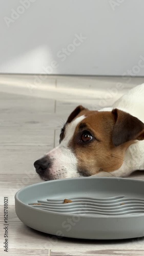 Jack Russell Terrier Dog Eating From Slow Feeding Bowl. 